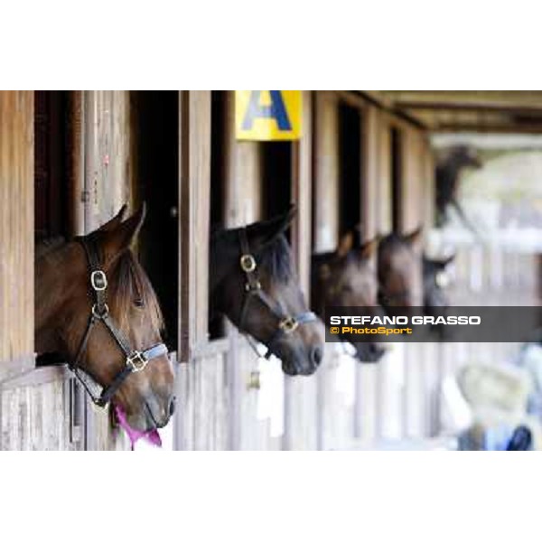 Anact selected yearlings sales Settimo Milanese (MI), 29th oct. 2010 ph. Stefano Grasso