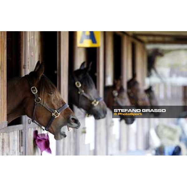 Anact selected yearlings sales Settimo Milanese (MI), 29th oct. 2010 ph. Stefano Grasso