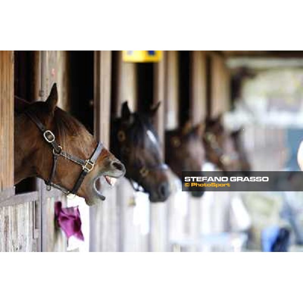 Anact selected yearlings sales Settimo Milanese (MI), 29th oct. 2010 ph. Stefano Grasso