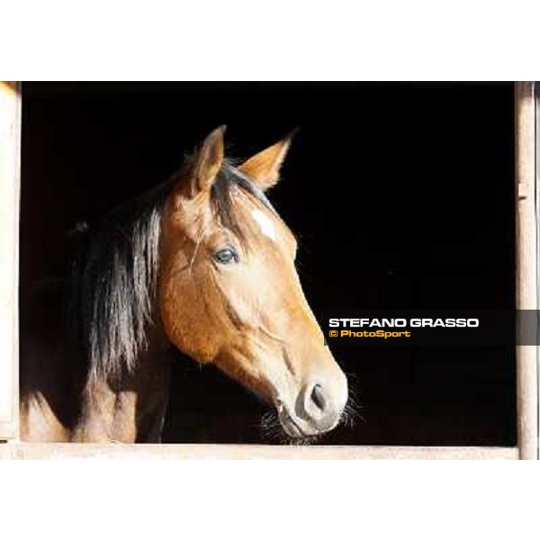 Anact selected yearlings sales Settimo Milanese (MI), 29th oct. 2010 ph. Stefano Grasso