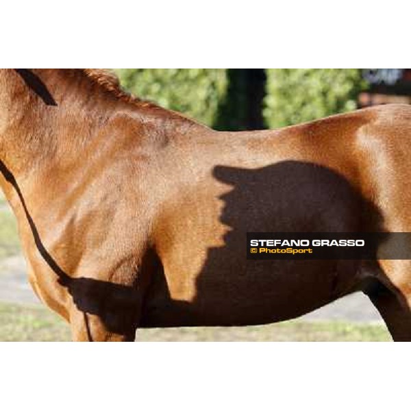 Anact selected yearlings sales Settimo Milanese (MI), 29th oct. 2010 ph. Stefano Grasso