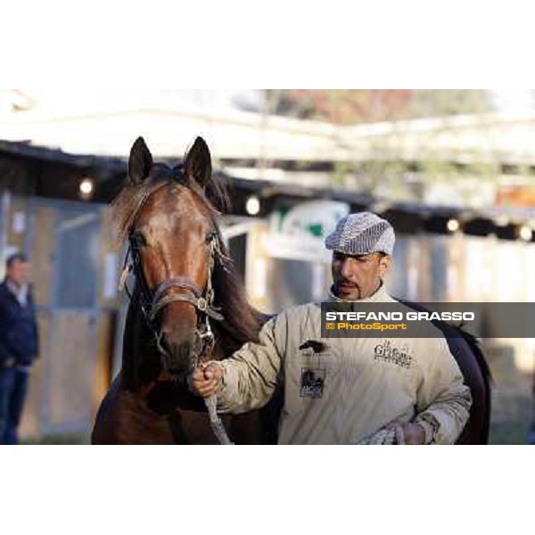 Anact selected yearlings sales Settimo Milanese (MI), 29th oct. 2010 ph. Stefano Grasso
