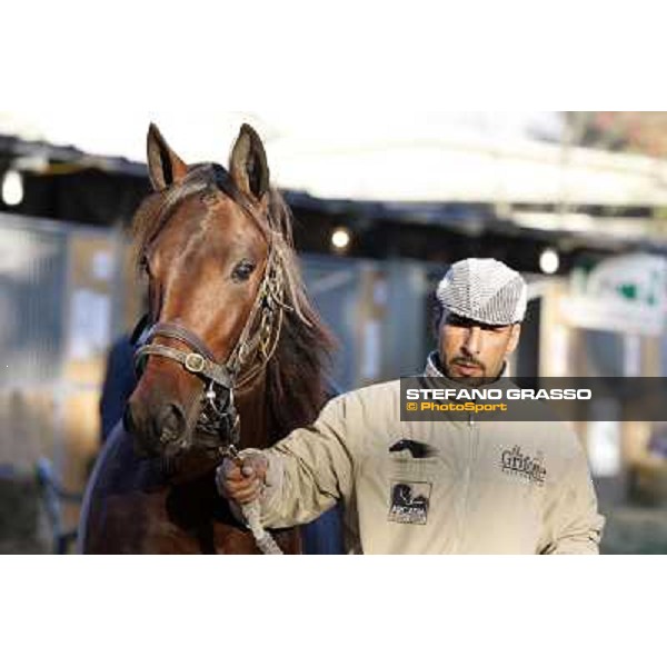 Anact selected yearlings sales Settimo Milanese (MI), 29th oct. 2010 ph. Stefano Grasso