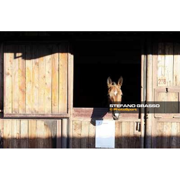 Anact selected yearlings sales Settimo Milanese (MI), 29th oct. 2010 ph. Stefano Grasso