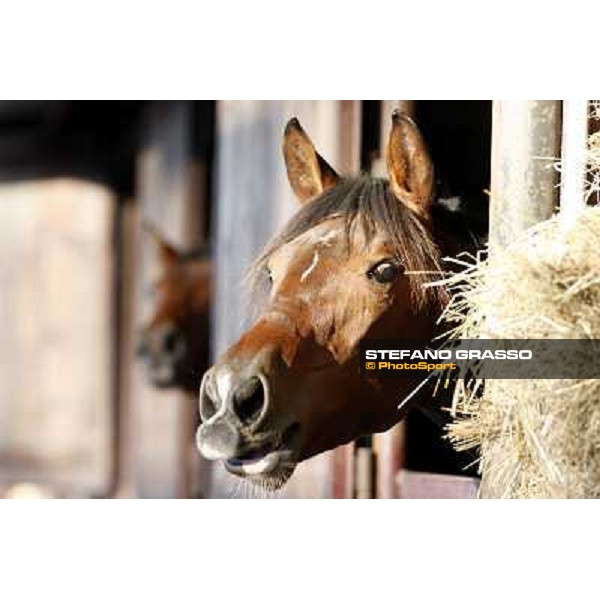 Anact selected yearlings sales Settimo Milanese (MI), 29th oct. 2010 ph. Stefano Grasso