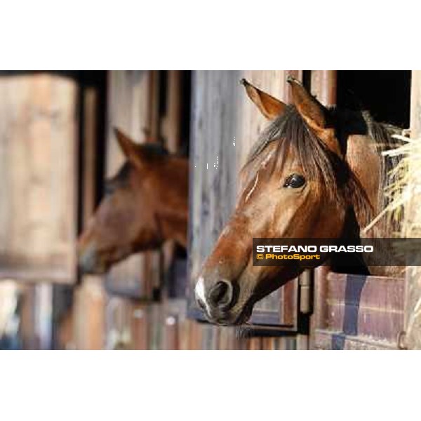 Anact selected yearlings sales Settimo Milanese (MI), 29th oct. 2010 ph. Stefano Grasso
