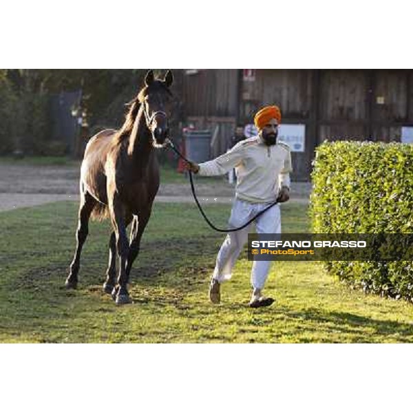 Anact selected yearlings sales Settimo Milanese (MI), 29th oct. 2010 ph. Stefano Grasso