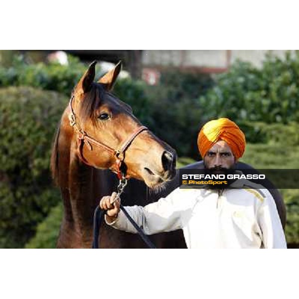 Anact selected yearlings sales Settimo Milanese (MI), 29th oct. 2010 ph. Stefano Grasso