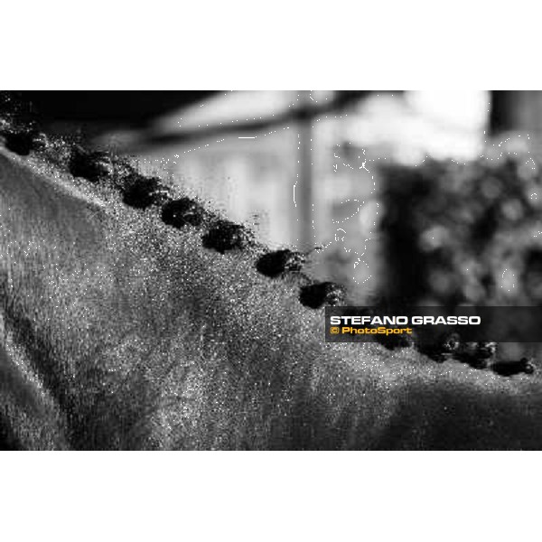 Anact selected yearlings sales Settimo Milanese (MI), 29th oct. 2010 ph. Stefano Grasso