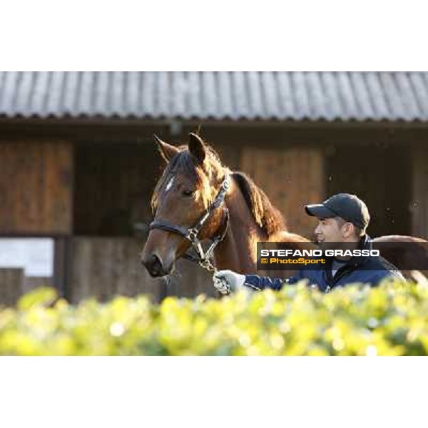 Anact selected yearlings sales Settimo Milanese (MI), 29th oct. 2010 ph. Stefano Grasso