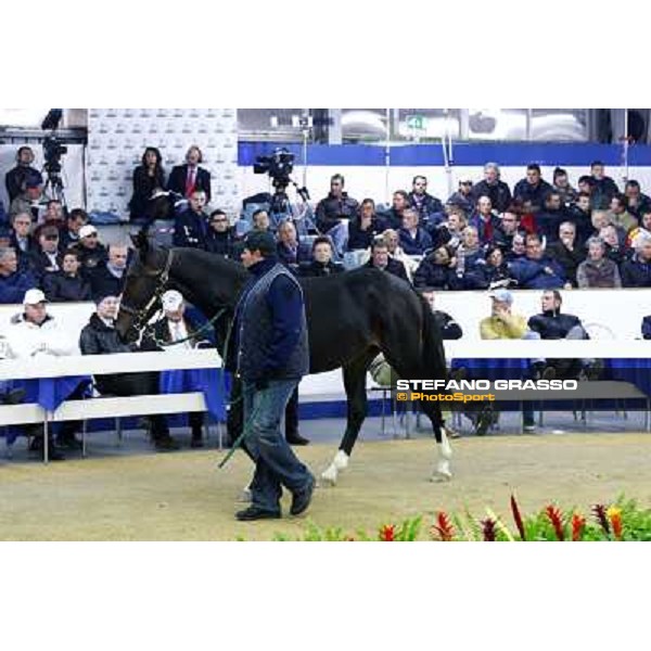Anact selected yearlings sales Settimo Milanese (MI), 29th oct. 2010 ph. Stefano Grasso