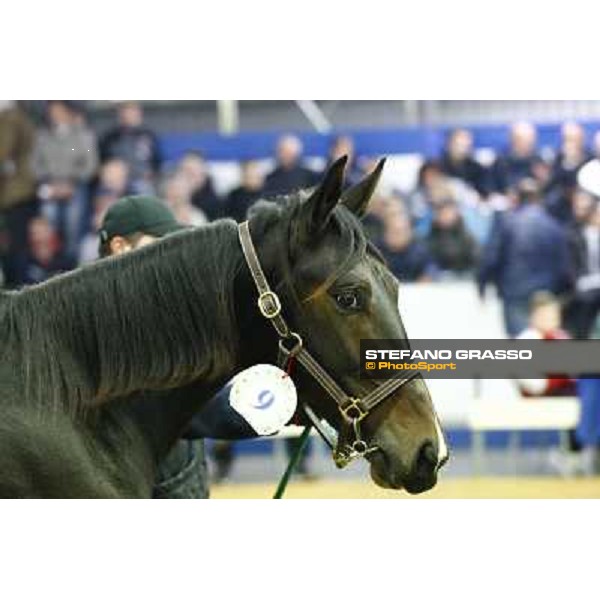 Anact selected yearlings sales Settimo Milanese (MI), 29th oct. 2010 ph. Stefano Grasso