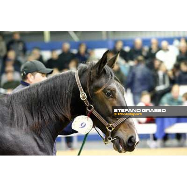 Anact selected yearlings sales Settimo Milanese (MI), 29th oct. 2010 ph. Stefano Grasso