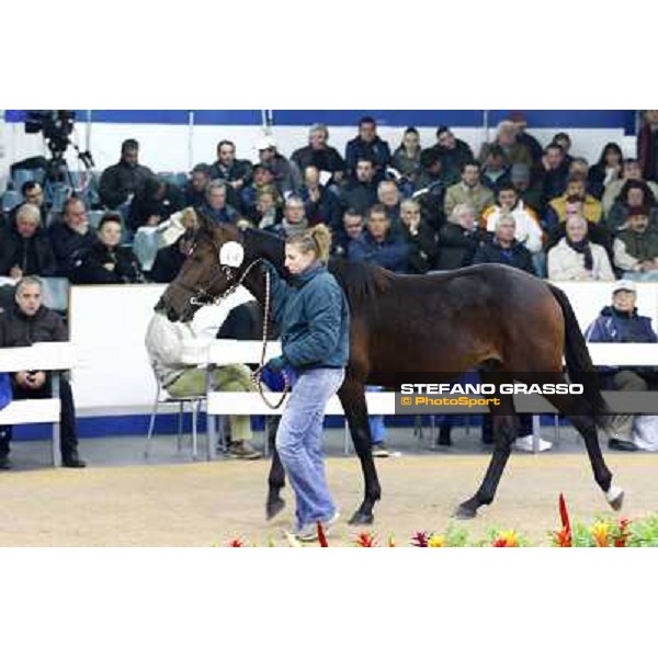Anact selected yearlings sales Settimo Milanese (MI), 29th oct. 2010 ph. Stefano Grasso