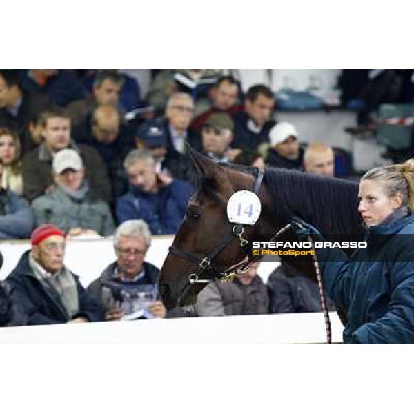 Anact selected yearlings sales Settimo Milanese (MI), 29th oct. 2010 ph. Stefano Grasso