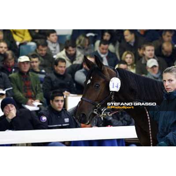 Anact selected yearlings sales Settimo Milanese (MI), 29th oct. 2010 ph. Stefano Grasso