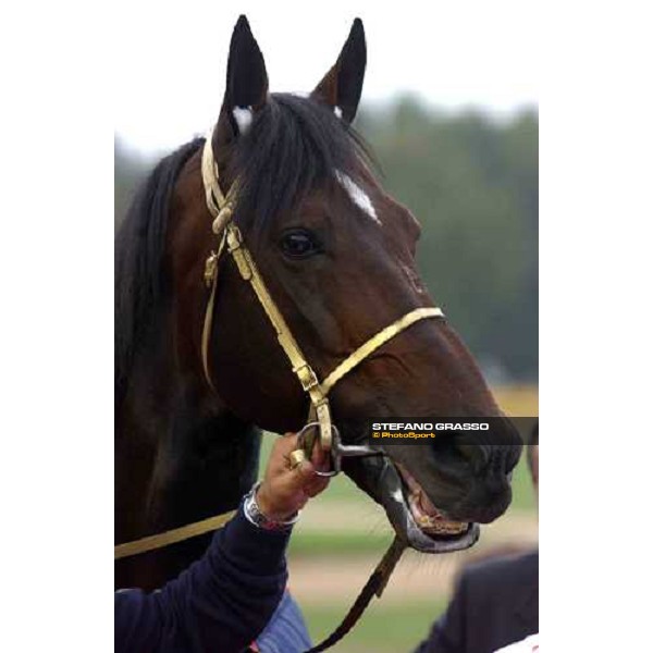 77° Derby Italiano del Trotto close up for Varenne Rome, 10th october 2004 ph. Stefano Grasso