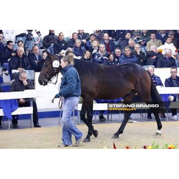 Anact selected yearlings sales Settimo Milanese (MI), 29th oct. 2010 ph. Stefano Grasso