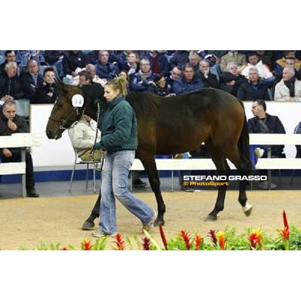 Anact selected yearlings sales Settimo Milanese (MI), 29th oct. 2010 ph. Stefano Grasso