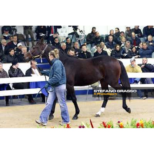 Anact selected yearlings sales Settimo Milanese (MI), 29th oct. 2010 ph. Stefano Grasso