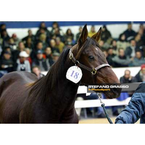 Anact selected yearlings sales Settimo Milanese (MI), 29th oct. 2010 ph. Stefano Grasso