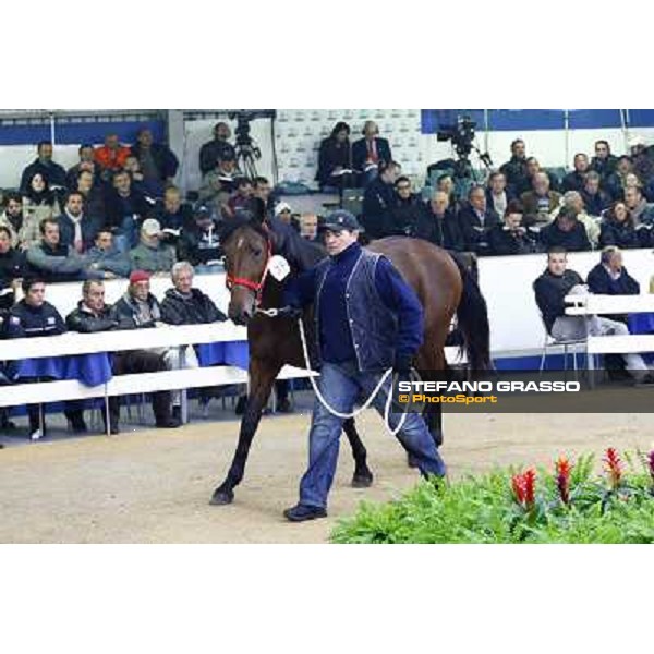Anact selected yearlings sales Settimo Milanese (MI), 29th oct. 2010 ph. Stefano Grasso