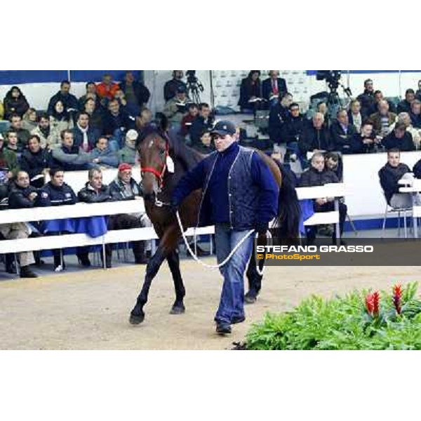 Anact selected yearlings sales Settimo Milanese (MI), 29th oct. 2010 ph. Stefano Grasso