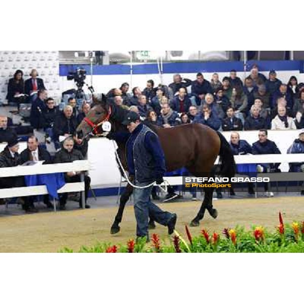 Anact selected yearlings sales Settimo Milanese (MI), 29th oct. 2010 ph. Stefano Grasso