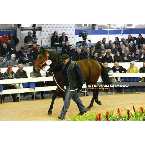 Anact selected yearlings sales Settimo Milanese (MI), 29th oct. 2010 ph. Stefano Grasso