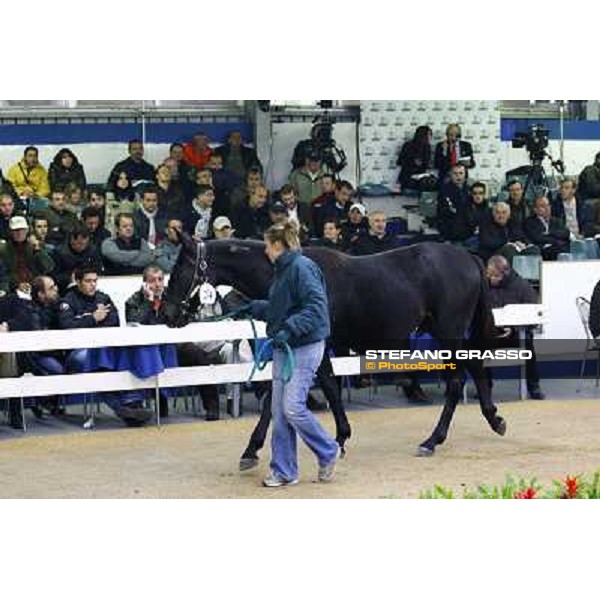 Anact selected yearlings sales Settimo Milanese (MI), 29th oct. 2010 ph. Stefano Grasso