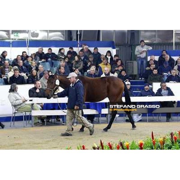 Anact selected yearlings sales Settimo Milanese (MI), 29th oct. 2010 ph. Stefano Grasso