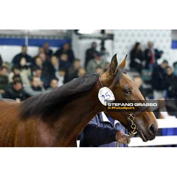 Anact selected yearlings sales Settimo Milanese (MI), 29th oct. 2010 ph. Stefano Grasso