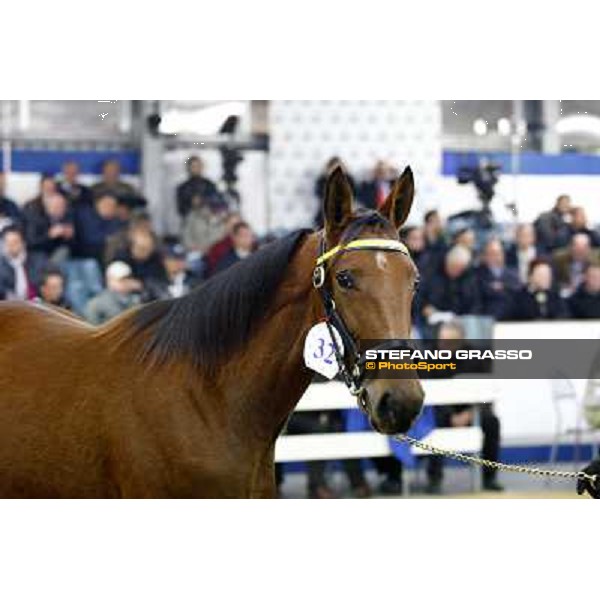 Anact selected yearlings sales Settimo Milanese (MI), 29th oct. 2010 ph. Stefano Grasso