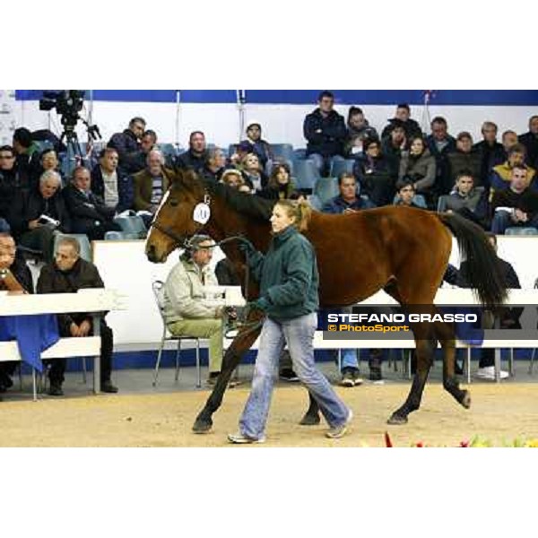 Anact selected yearlings sales Settimo Milanese (MI), 29th oct. 2010 ph. Stefano Grasso