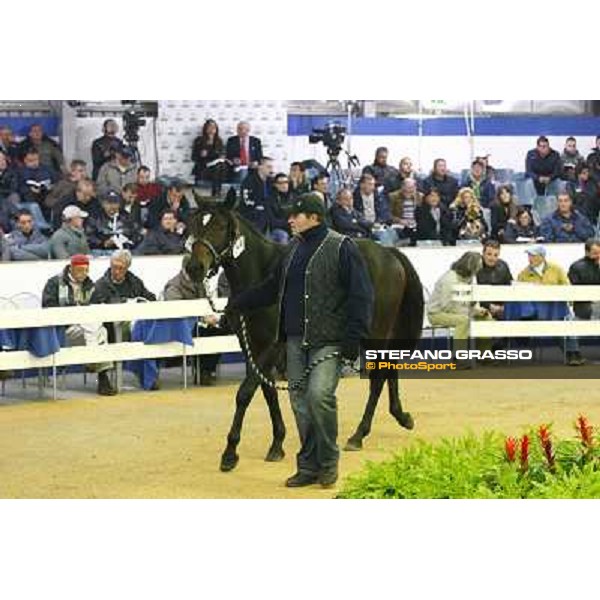 Anact selected yearlings sales Settimo Milanese (MI), 29th oct. 2010 ph. Stefano Grasso