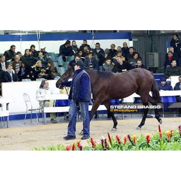 Anact selected yearlings sales Settimo Milanese (MI), 29th oct. 2010 ph. Stefano Grasso