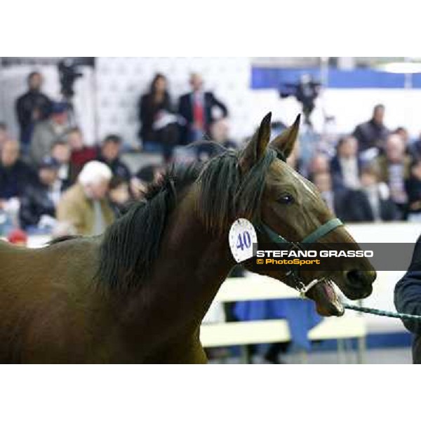 Anact selected yearlings sales Settimo Milanese (MI), 29th oct. 2010 ph. Stefano Grasso