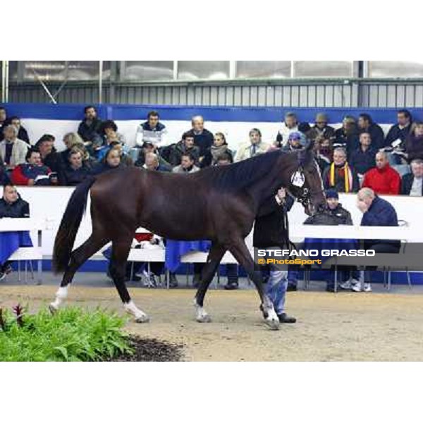 Anact selected yearlings sales Settimo Milanese (MI), 29th oct. 2010 ph. Stefano Grasso