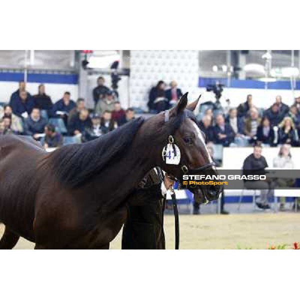 Anact selected yearlings sales Settimo Milanese (MI), 29th oct. 2010 ph. Stefano Grasso