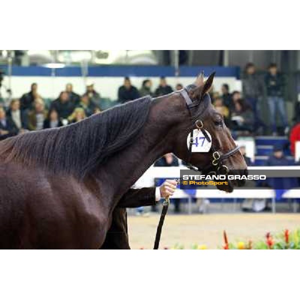 Anact selected yearlings sales Settimo Milanese (MI), 29th oct. 2010 ph. Stefano Grasso