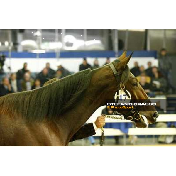 Anact selected yearlings sales Settimo Milanese (MI), 29th oct. 2010 ph. Stefano Grasso