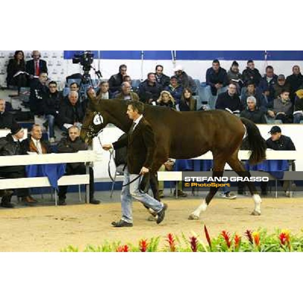 Anact selected yearlings sales Settimo Milanese (MI), 29th oct. 2010 ph. Stefano Grasso