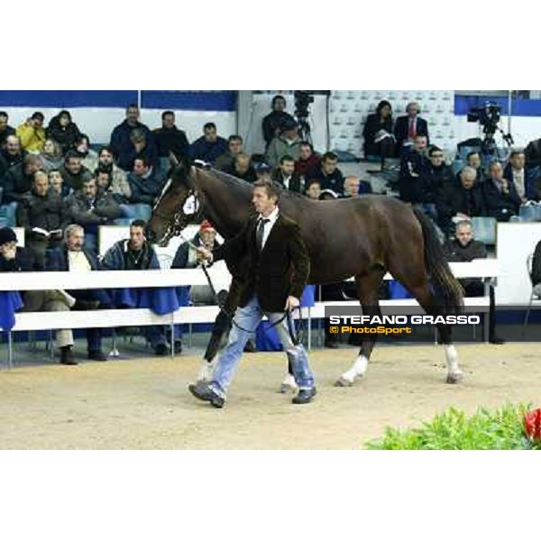 Anact selected yearlings sales Settimo Milanese (MI), 29th oct. 2010 ph. Stefano Grasso