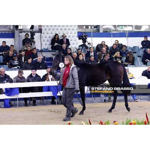 Anact selected yearlings sales Settimo Milanese (MI), 29th oct. 2010 ph. Stefano Grasso