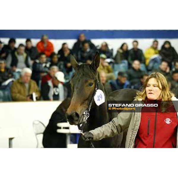 Anact selected yearlings sales Settimo Milanese (MI), 29th oct. 2010 ph. Stefano Grasso