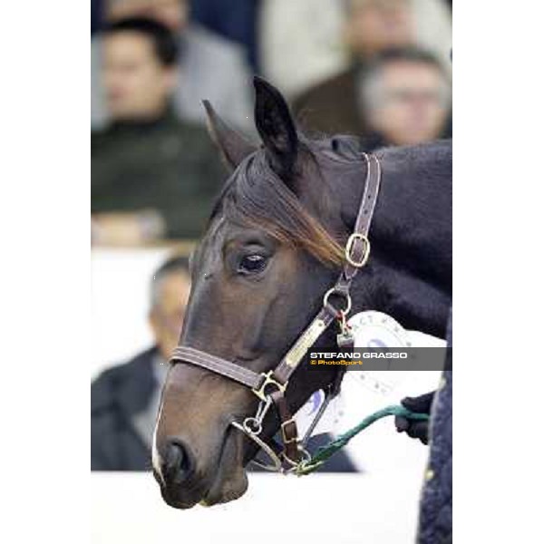 Anact selected yearlings sales Settimo Milanese (MI), 29th oct. 2010 ph. Stefano Grasso