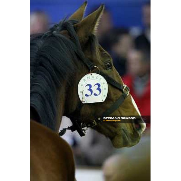 Anact selected yearlings sales Settimo Milanese (MI), 29th oct. 2010 ph. Stefano Grasso
