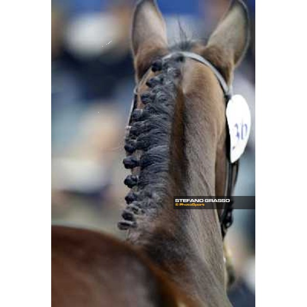 Anact selected yearlings sales Settimo Milanese (MI), 29th oct. 2010 ph. Stefano Grasso