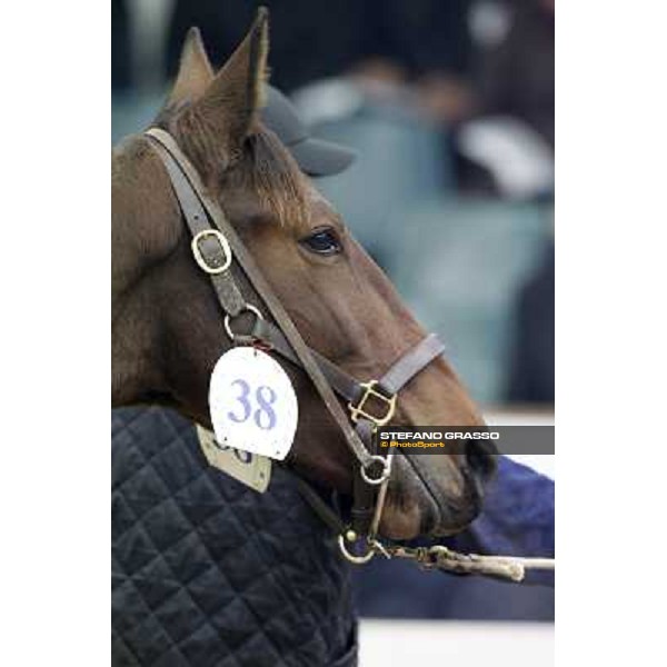 Anact selected yearlings sales Settimo Milanese (MI), 29th oct. 2010 ph. Stefano Grasso