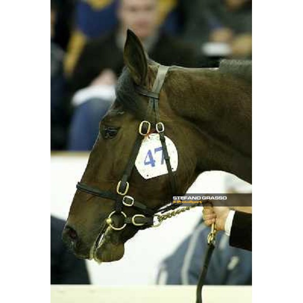 Anact selected yearlings sales Settimo Milanese (MI), 29th oct. 2010 ph. Stefano Grasso